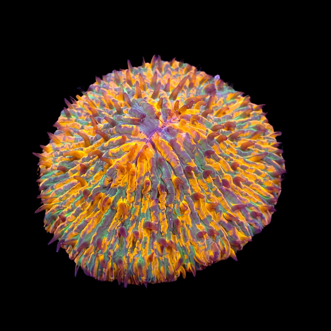 Yellow Splatter Plate Coral (Fungia Spp.)