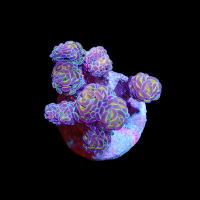 AI - OG Hologram Hammer - 1 Head (Fimbriaphyllia ancora)