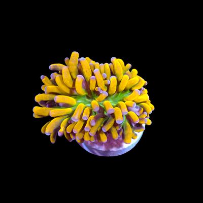 AI Cristata Banana (Euphyllia Cristata)