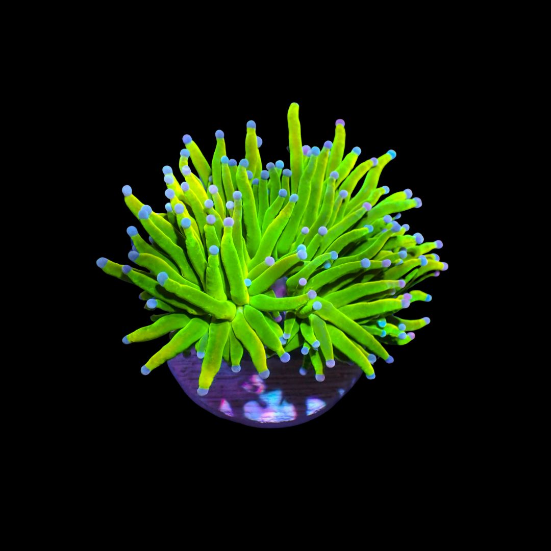 AI - Cotton Candy Holy Grail - 1 Head (Euphyllia Glabrescens)