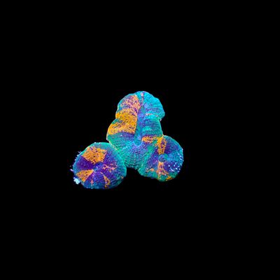 Bowerbanki - Mixed (Homophyllia Bowerbanki)