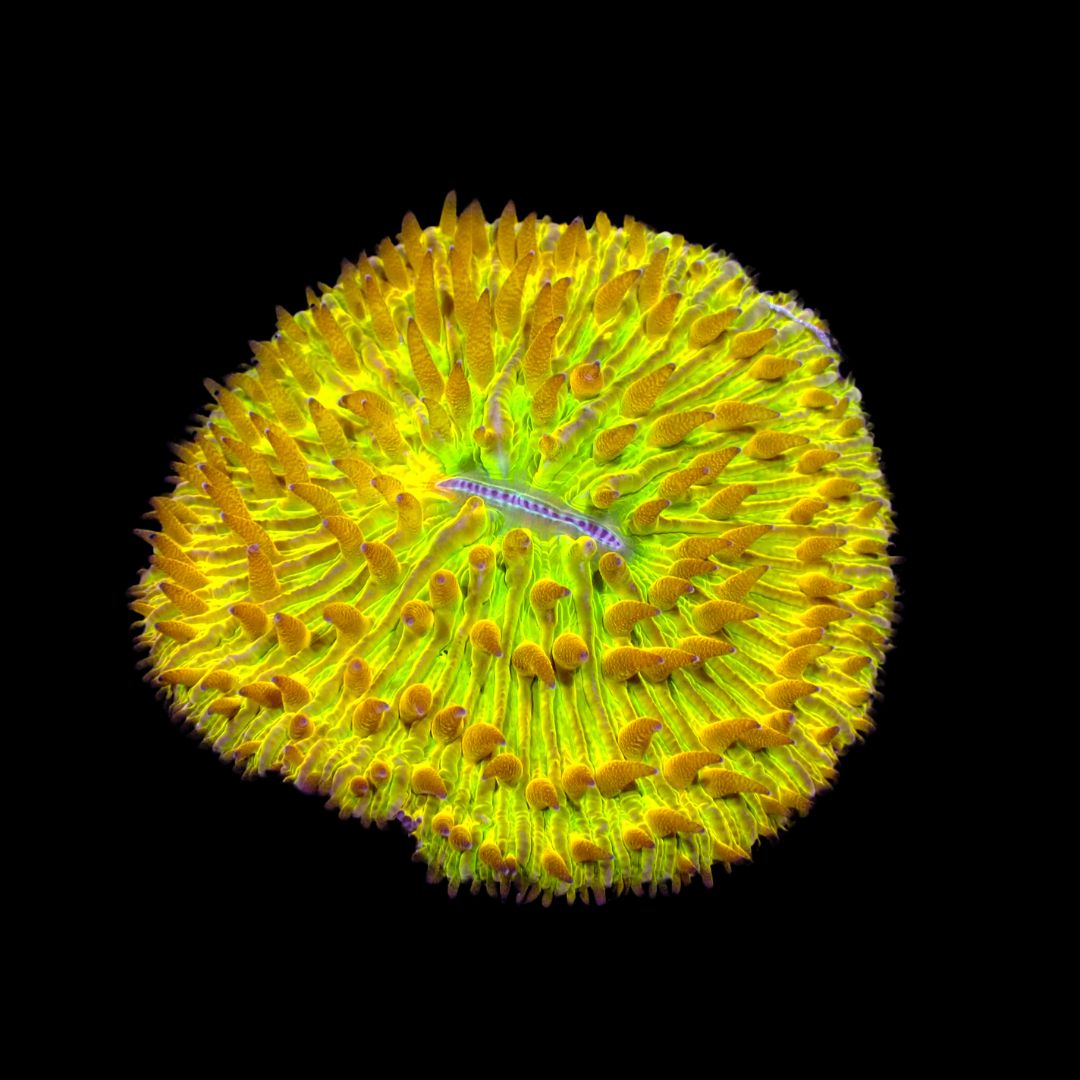 Lemon Lime Plate Coral 1 (Fungia Spp.)