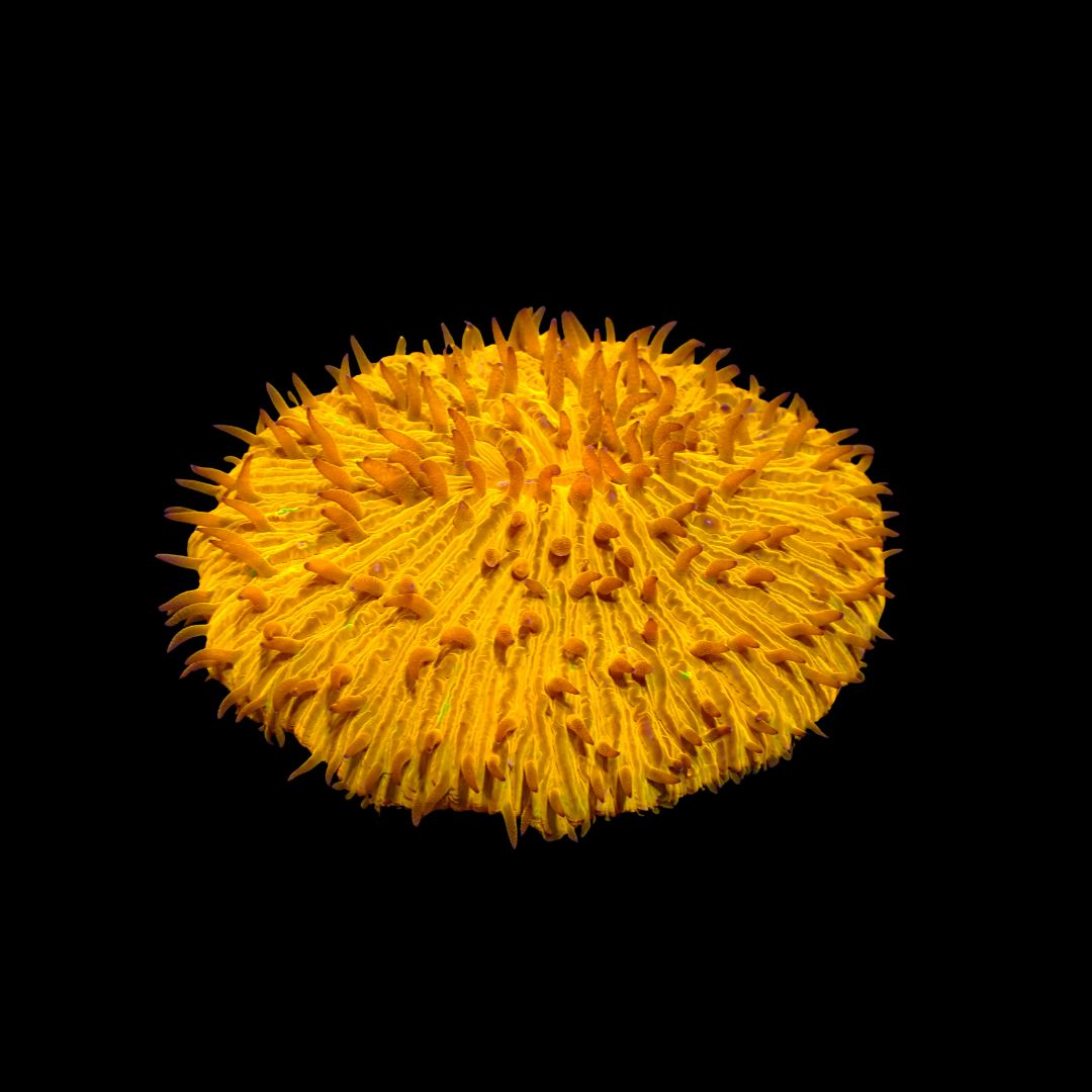 Bright Orange Plate (Fungia Spp.)