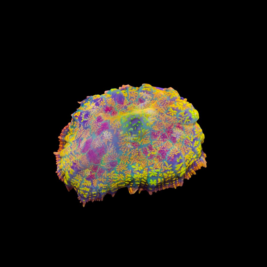 AI - Rainbow Confetti Mushroom (Rhodactis Spp.)