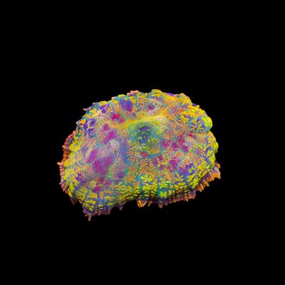 AI - Rainbow Confetti Mushroom (Rhodactis Spp.)