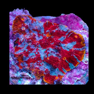 Rainbow Chalice Colony (Echinophyllia sp.)