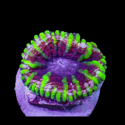 Green and Pink Cynarina 1 (Cynarina Lacrymalis)