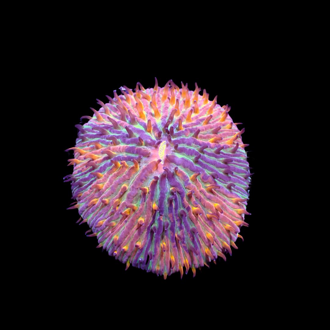 Purple Rainbow Plate Coral (Fungia Spp.)