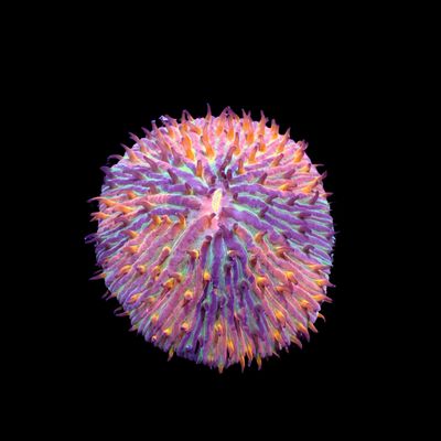 Purple Rainbow Plate Coral (Fungia Spp.)