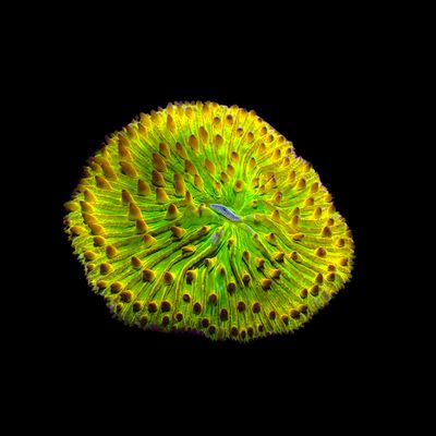 Lemon Lime Plate Coral 2 (Fungia Spp.)