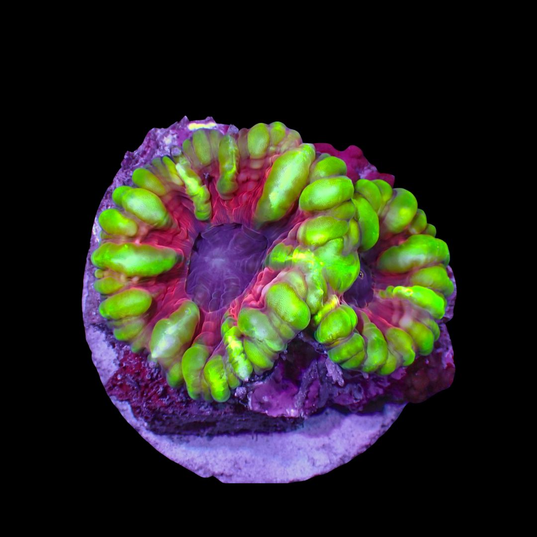 Green and Pink Cynarina 2 (Cynarina Lacrymalis)