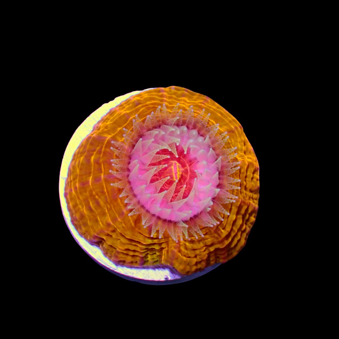 Ultra Cynarina (Cyranira Lacrymalis)