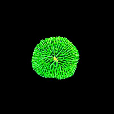 Green Plate Coral (Fungia Spp.)