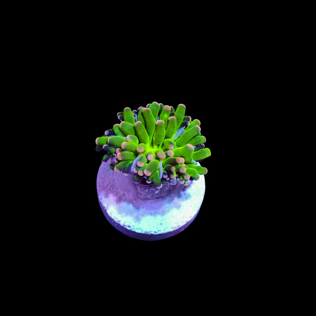 AI - Cristata Cotton Candy (Euphyllia Cristata)