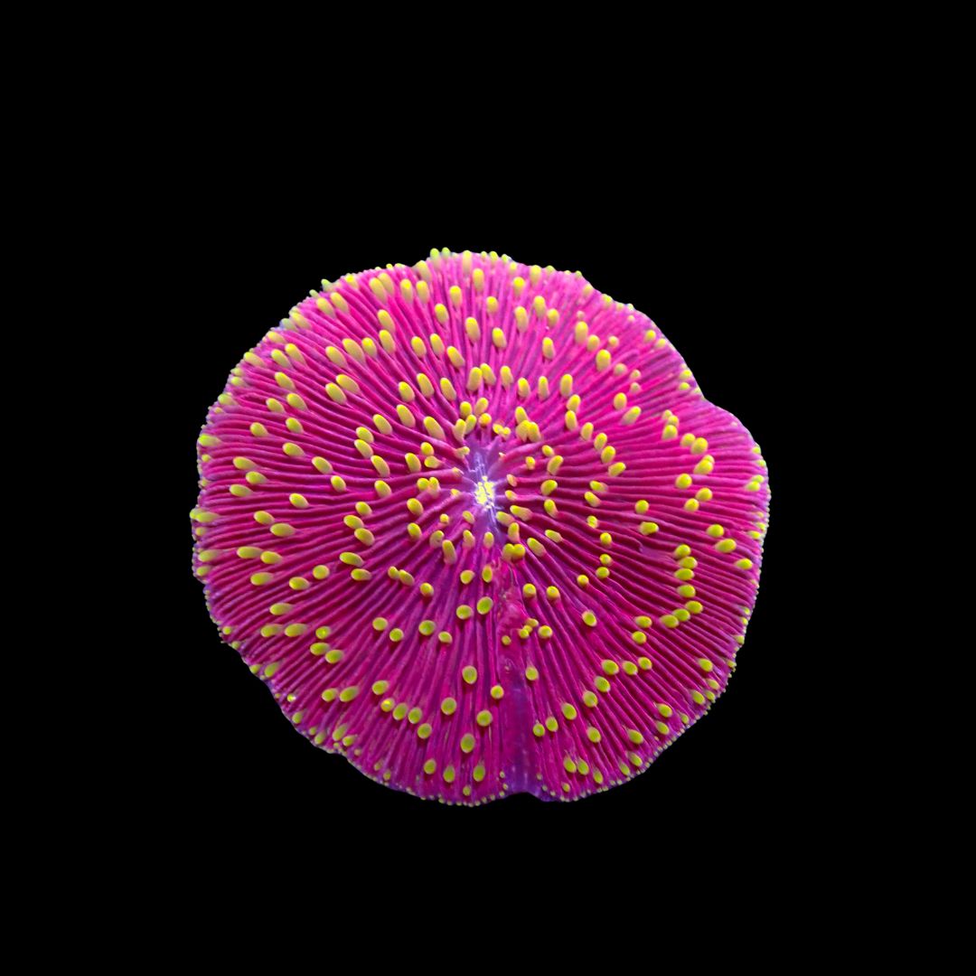 Red With Orange Tentacle Plate Coral (Fungia Spp.)