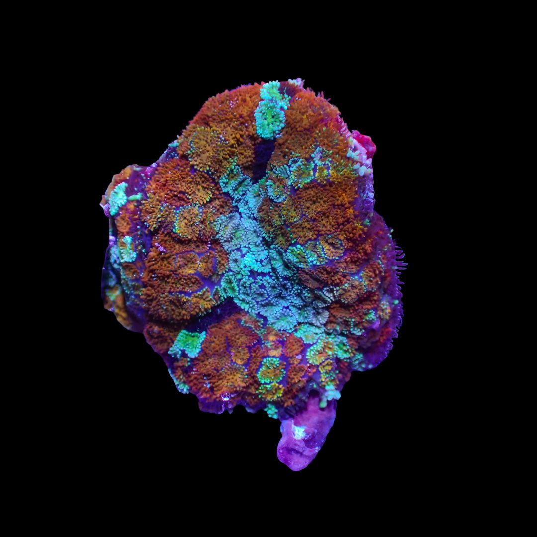 Rainbow Rhodactis (Rhodactis Spp.)