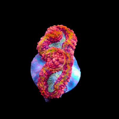 Rainbow Lobo 1 (Lobophyllia hemprichii)