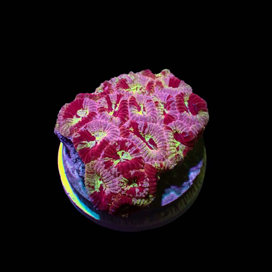 Pink Boobies Favia - Frag (Favia Spp.)