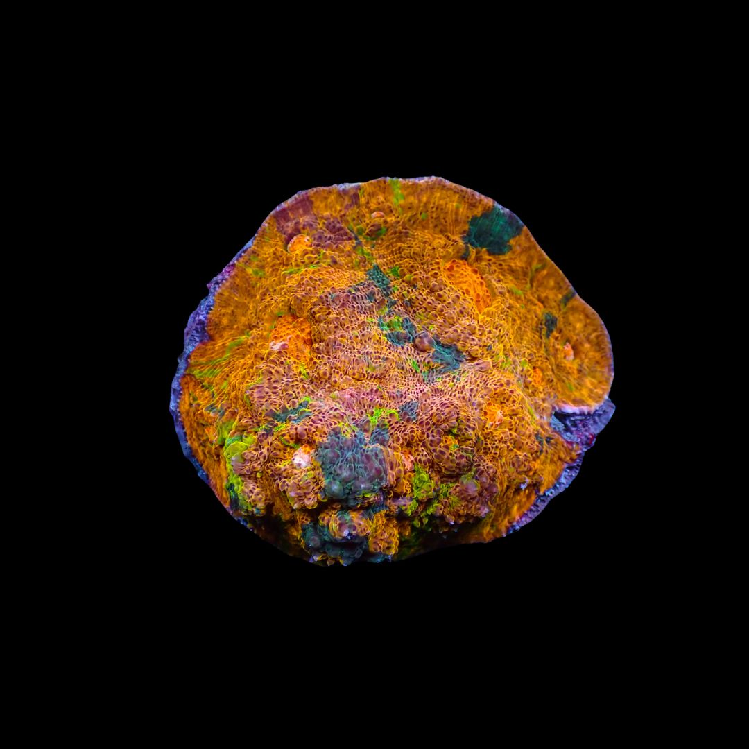 Golden Rainbow Chalice - Colony (Echinophyllia sp.)