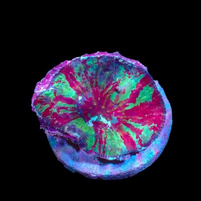 War Paint Astrolomussa 1 (Australomussa rowleyensis)