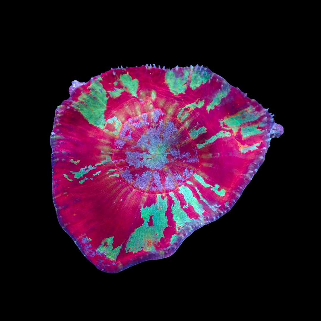 War Paint Astrolomussa 2 (Australomussa rowleyensis)