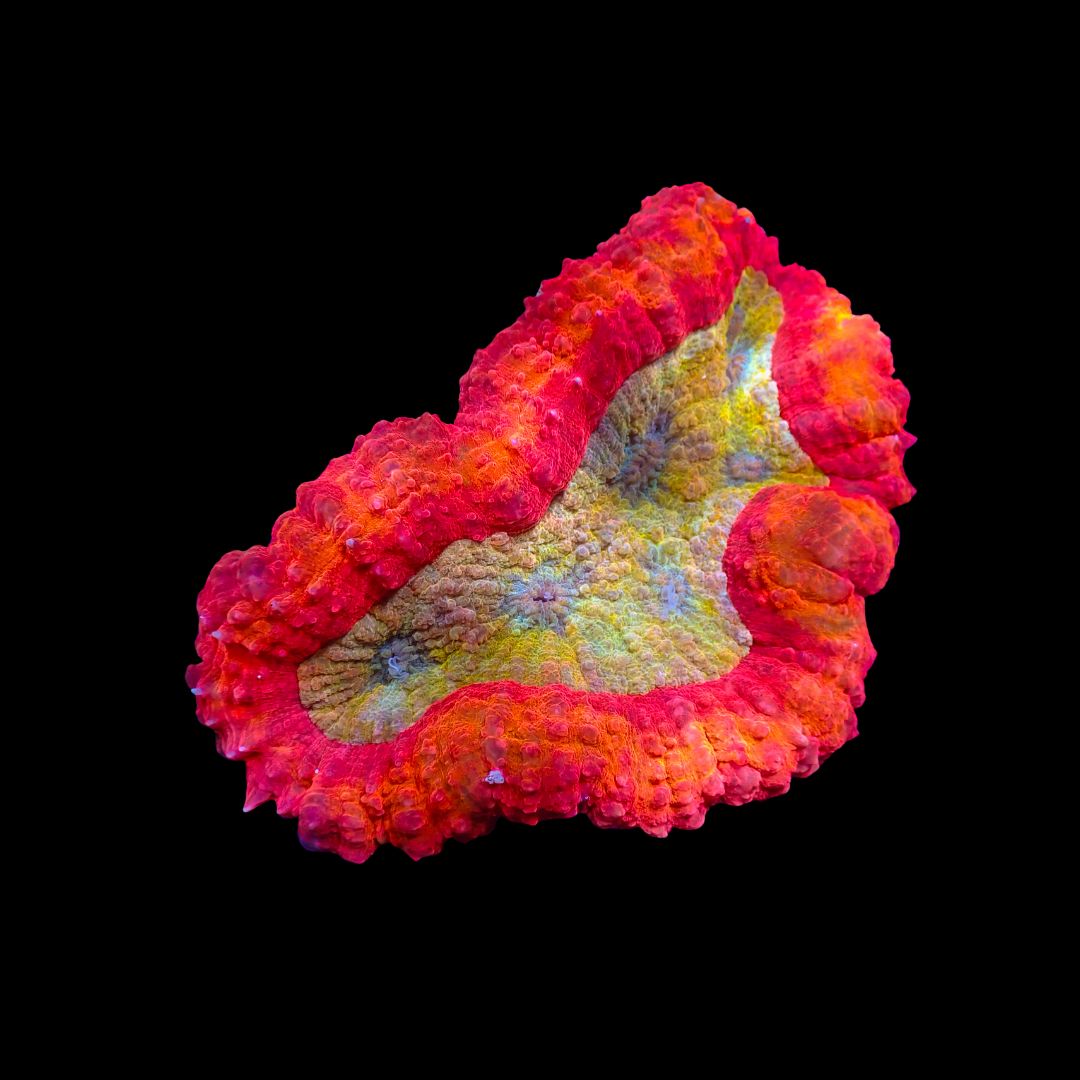 Rainbow Lobo 2 (Lobophyllia hemprichii)