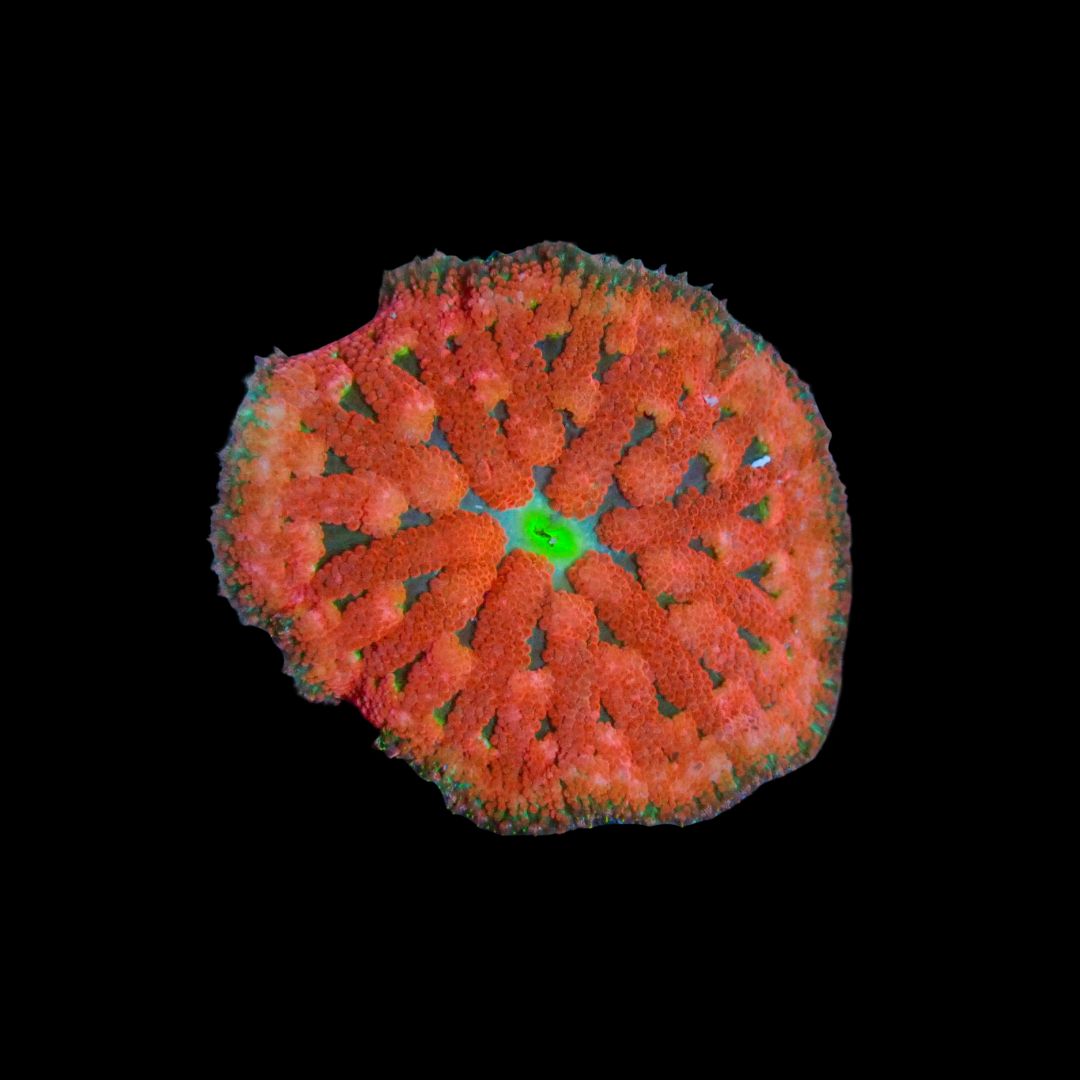 Maxi Mini Carpet Anemone (Stichodactyla Tapetum)