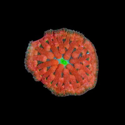 Maxi Mini Carpet Anemone (Stichodactyla Tapetum)