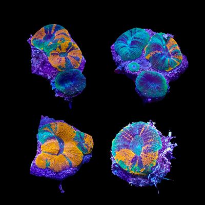 Bowerbanki - Mixed (Homophyllia Bowerbanki)