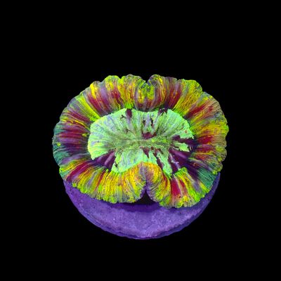 Rainbow Folded Brain - Ultra Rainbow 2 (Trachyphyllia Radiata)