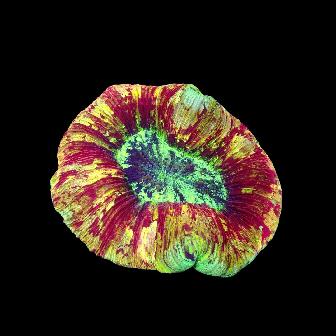 Rainbow Folded Brain - Ultra Rainbow 3 (Trachyphyllia Radiata)