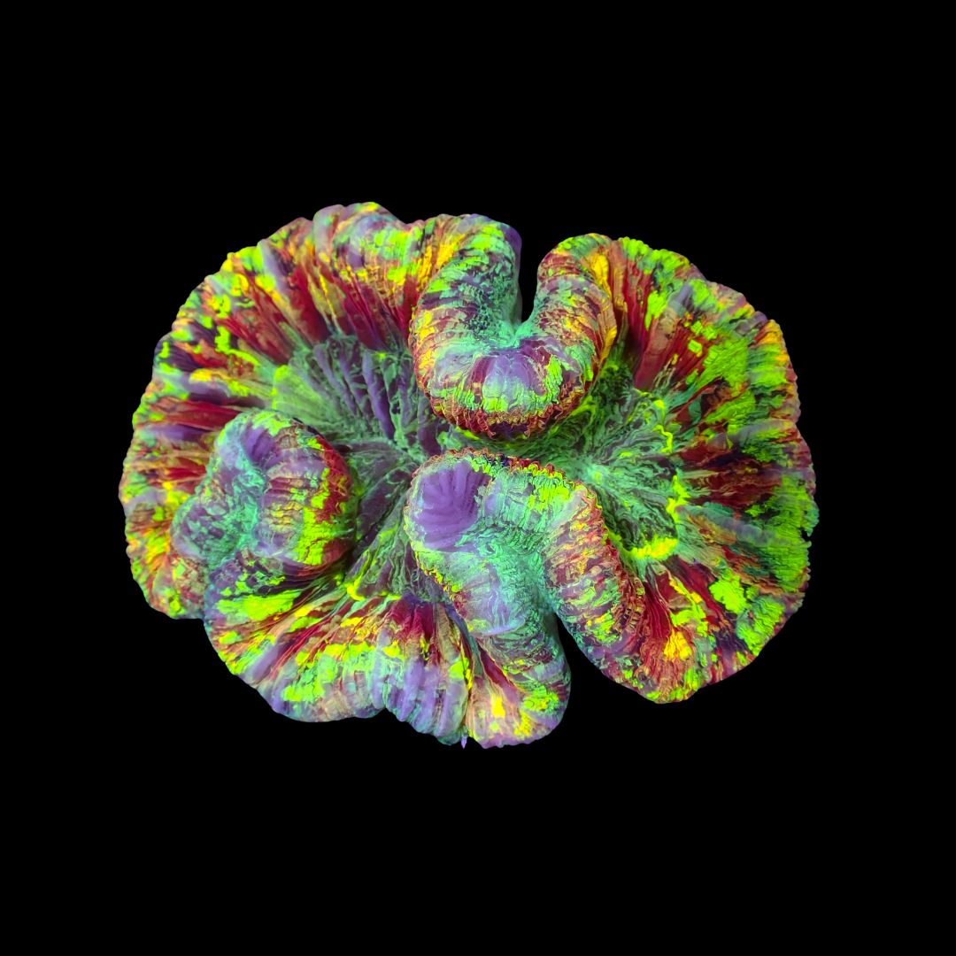 Rainbow Folded Brain - Ultra Rainbow 1 (Trachyphyllia Radiata)