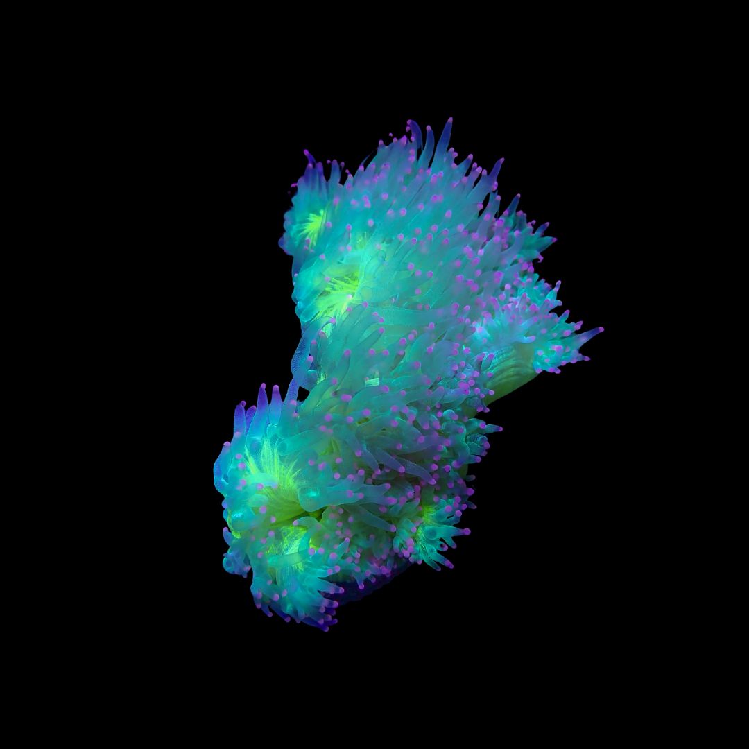 Elegance Coral Red Tip (Catalaphyllia Jardinei)