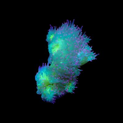 Elegance Coral Red Tip (Catalaphyllia Jardinei)