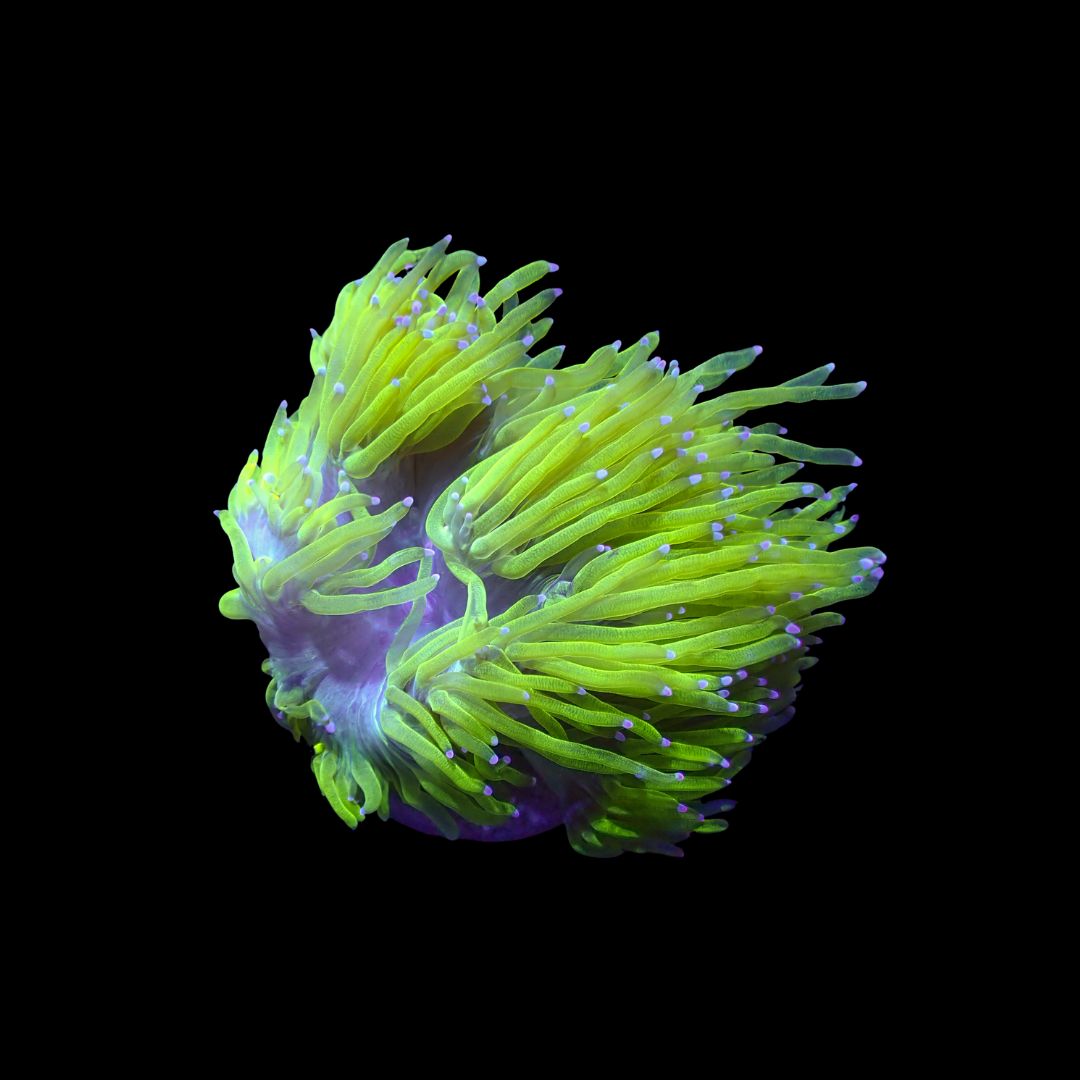 Yellow Elegance Coral 1 (Cataphyllia Jardinei)