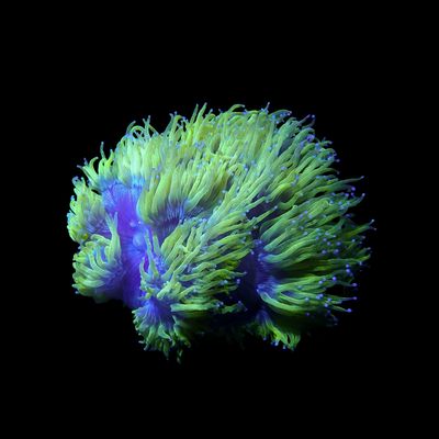 Yellow Elegance Coral 2 (Cataphyllia Jardinei)