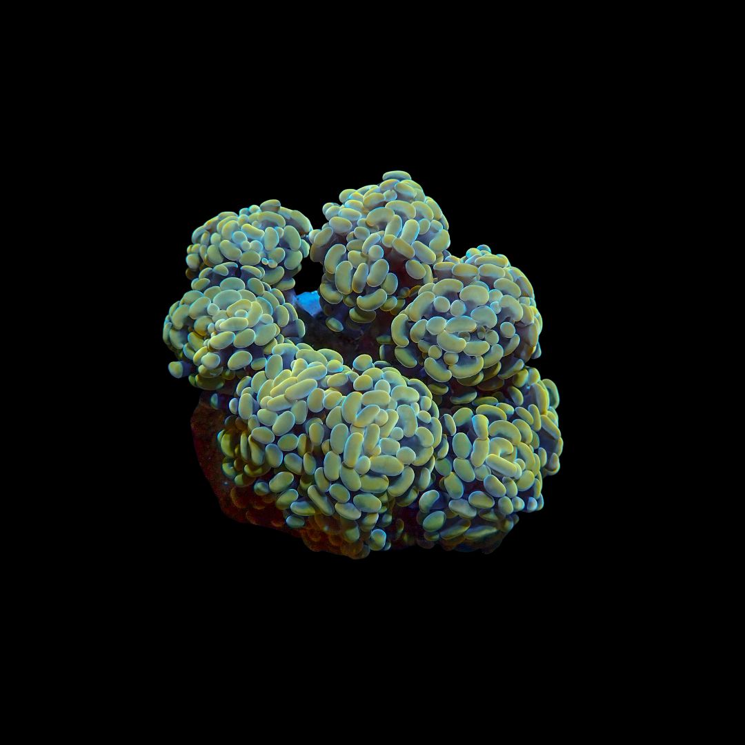 Gold Branching Hammer - Colony (Fimbriaphyllia ancora)