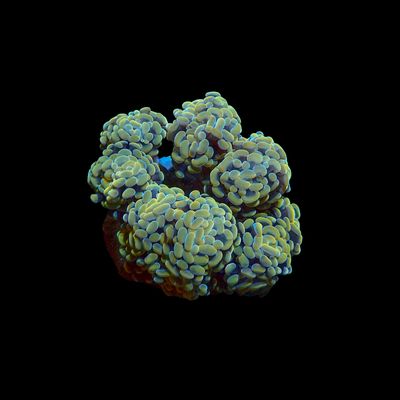 Gold Branching Hammer - Colony (Fimbriaphyllia ancora)