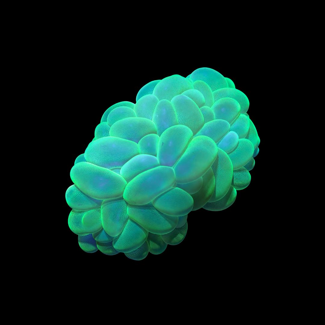 Metallic Green Bubble Coral (Plerogyra Sinuosa)