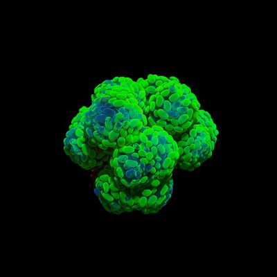 Toxic Green Hammer - Colony (Fimbriaphyllia Ancora)