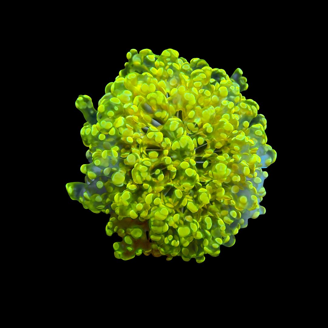 Yellow Wall Frogspawn 1 (Fimbriaphyllia Divisa)