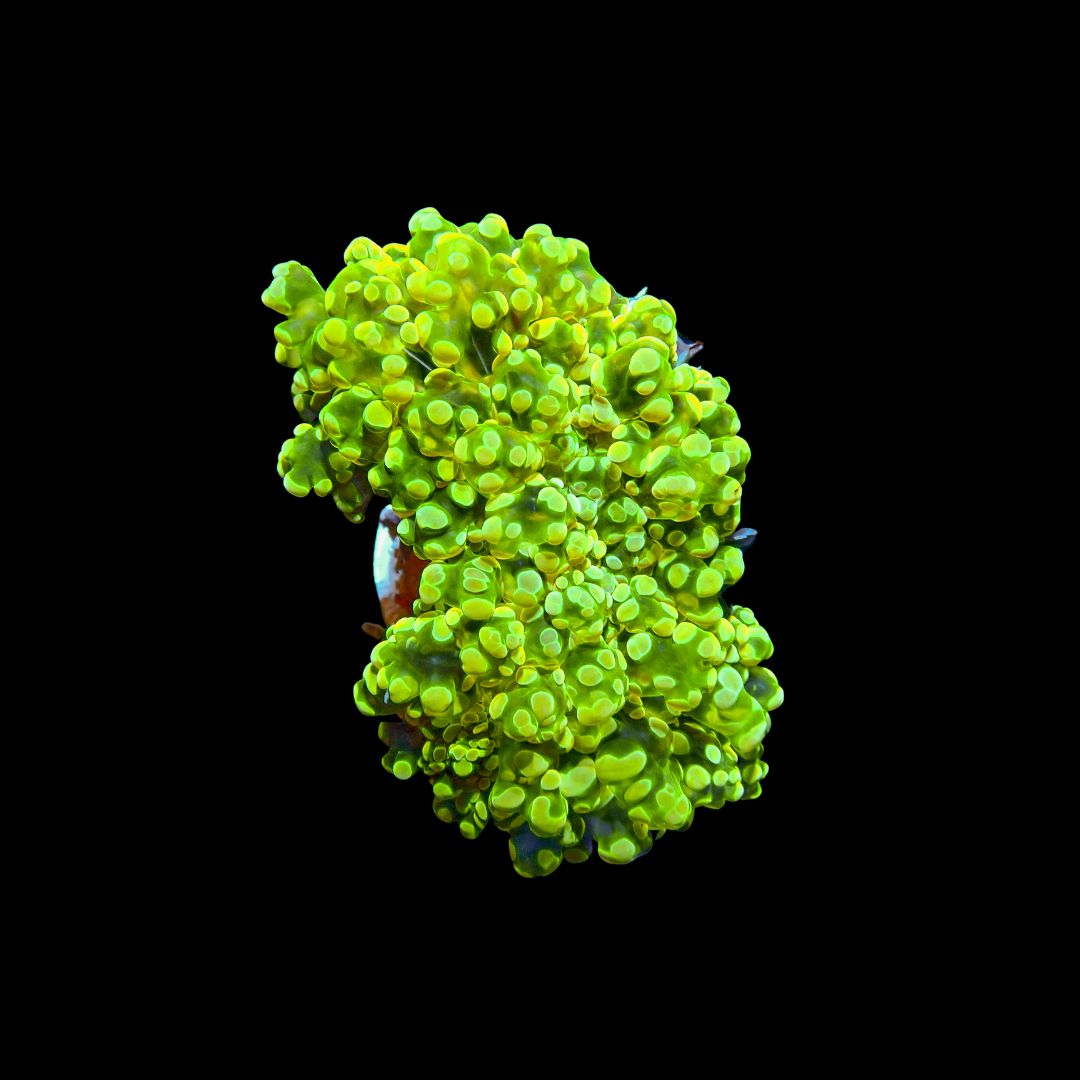 Yellow Wall Frogspawn 2 (Fimbriaphyllia Divisa)