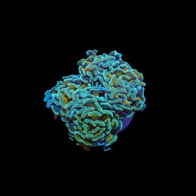 AI - Frosted Flakes Hammer - 2 Heads (Fimbriaphyllia ancora)