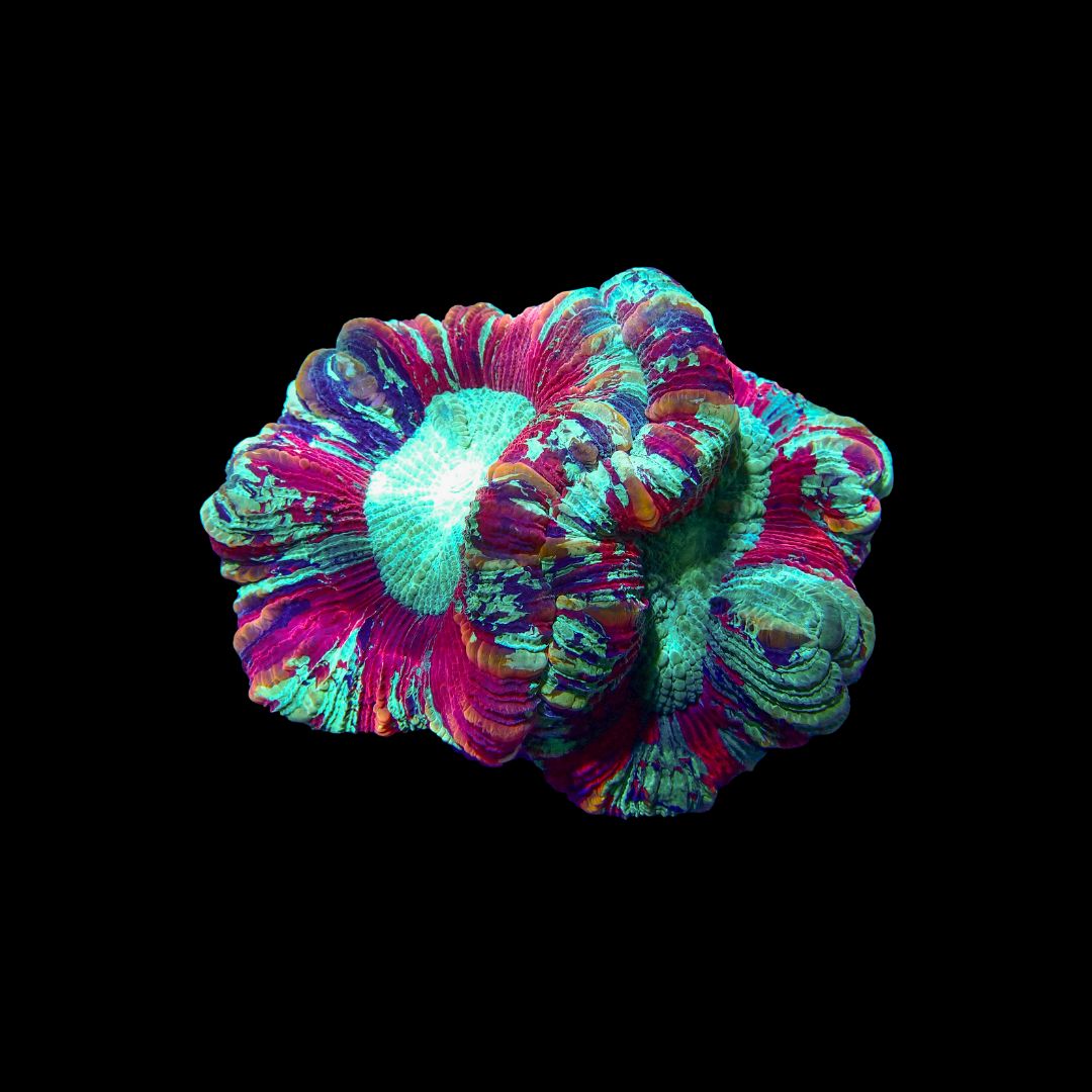 Folded Brain Coral 5 (Trachyphyllia radiata)