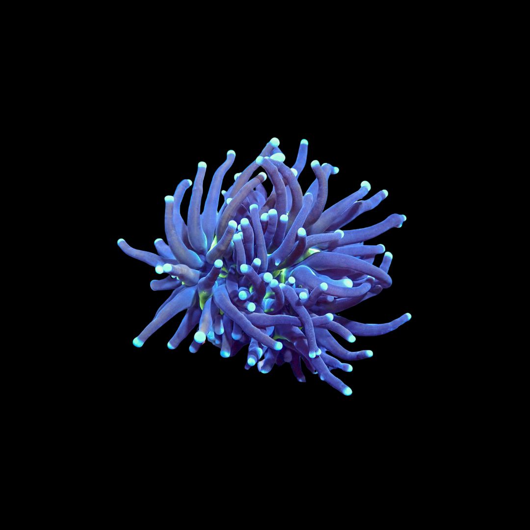NY Knicks Torch - 1 Head (Euphyllia Glabrescens)
