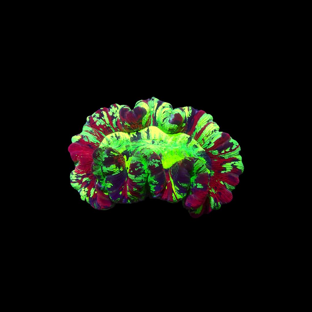 Folded Brain Coral 2 (Trachyphyllia radiata)