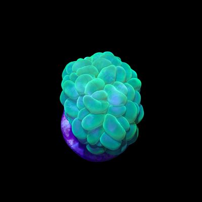 Metallic Green Bubble Coral (Plerogyra Sinuosa)