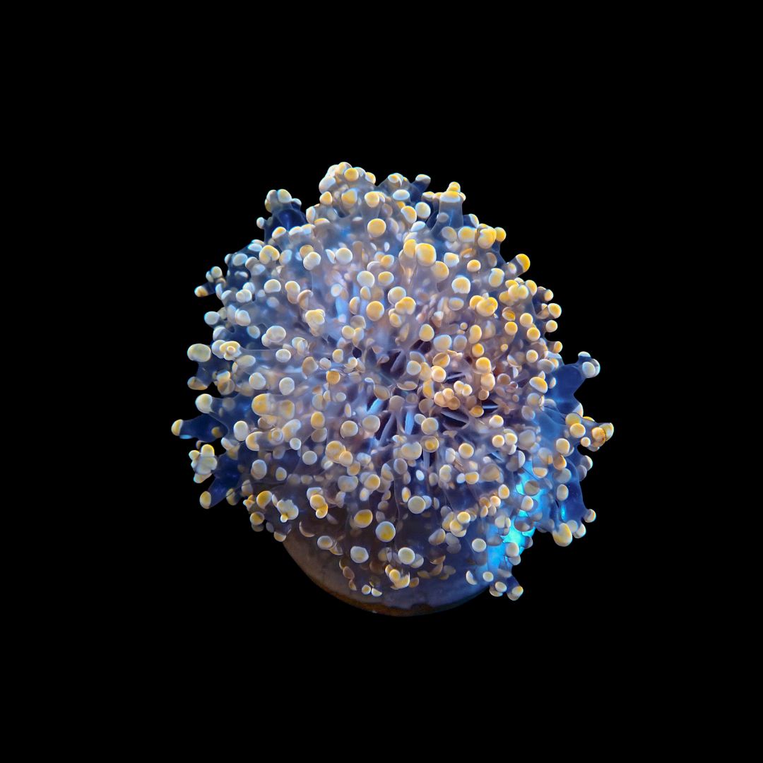 Orange Wall Frogspawn (Euphyllia Divisa)