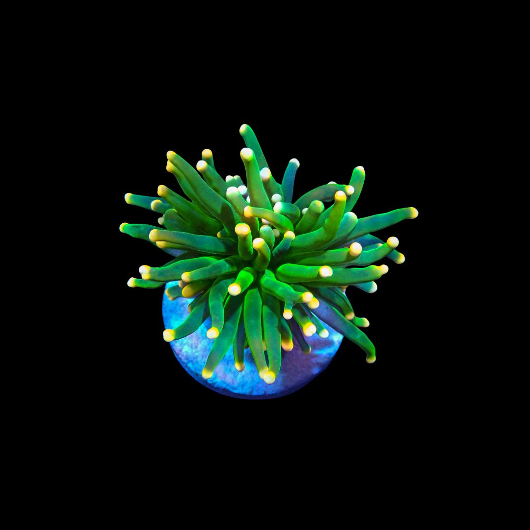 Mandarin Torch - 1 Head (Euphyllia Glabrescens)