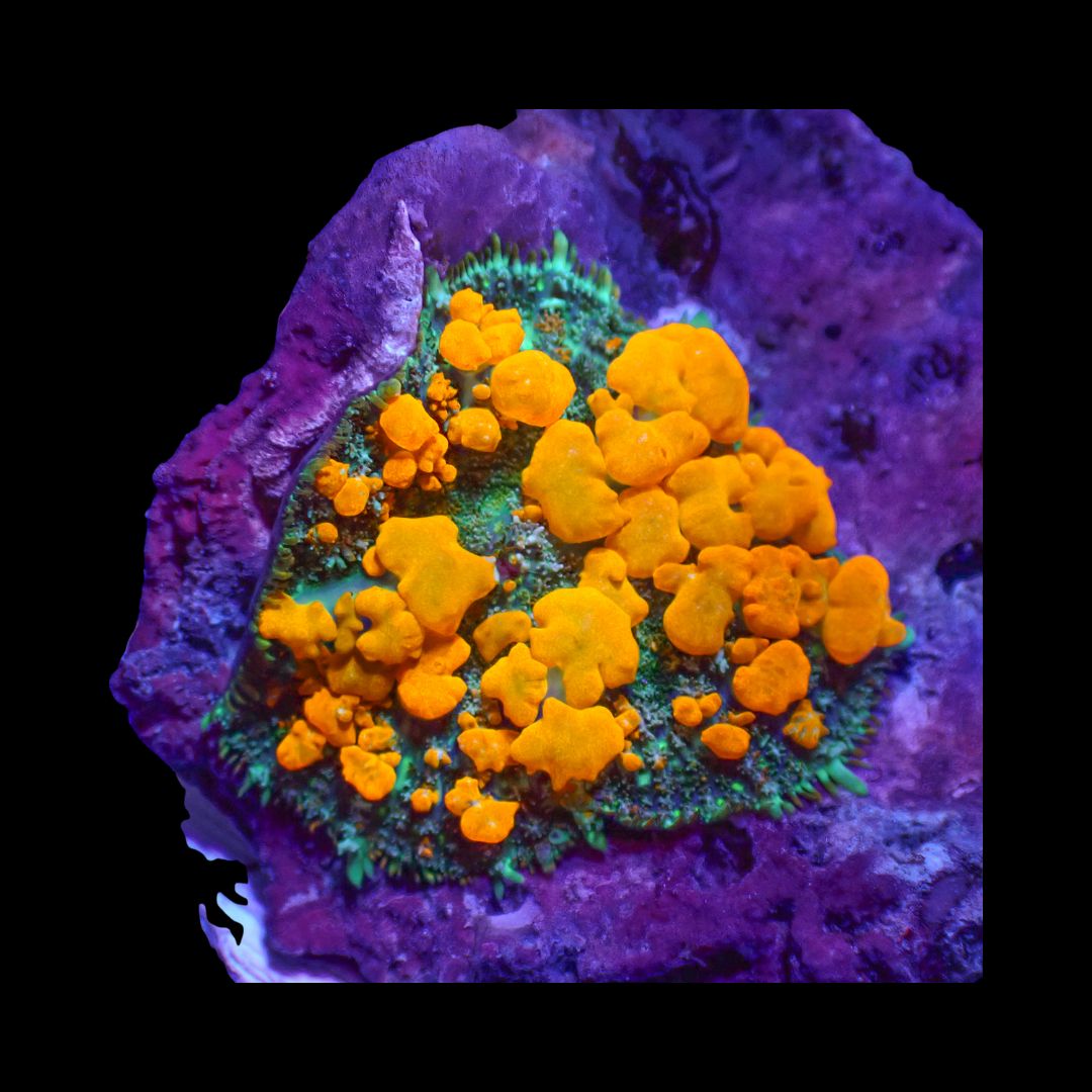 Sunkist Bounce (Rhodactis Spp.)